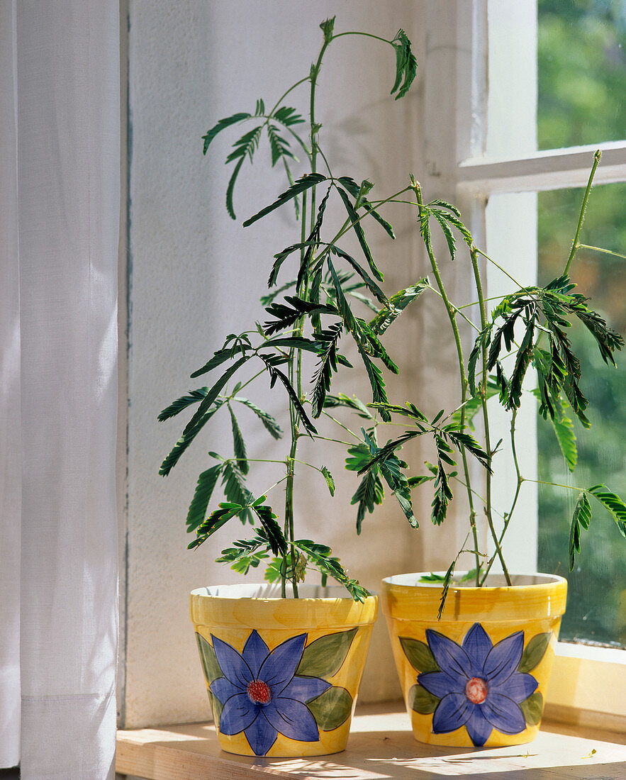 Mimosa pudica (Rühr-mich-nicht-an, Mimosen)