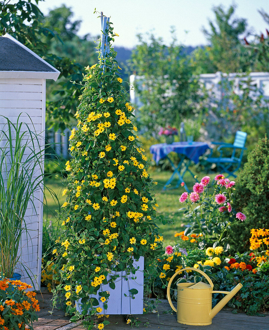 Plant blue box with yellow thunbergia