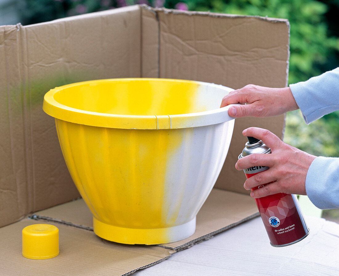 Planting yellow sprayed amber pot (1/6)