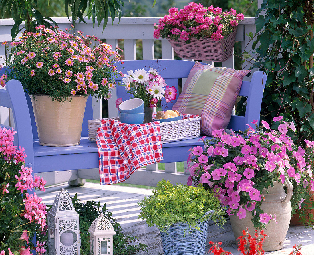 Petunia Calimero 'Candy' (Petunie), Argyranthemum