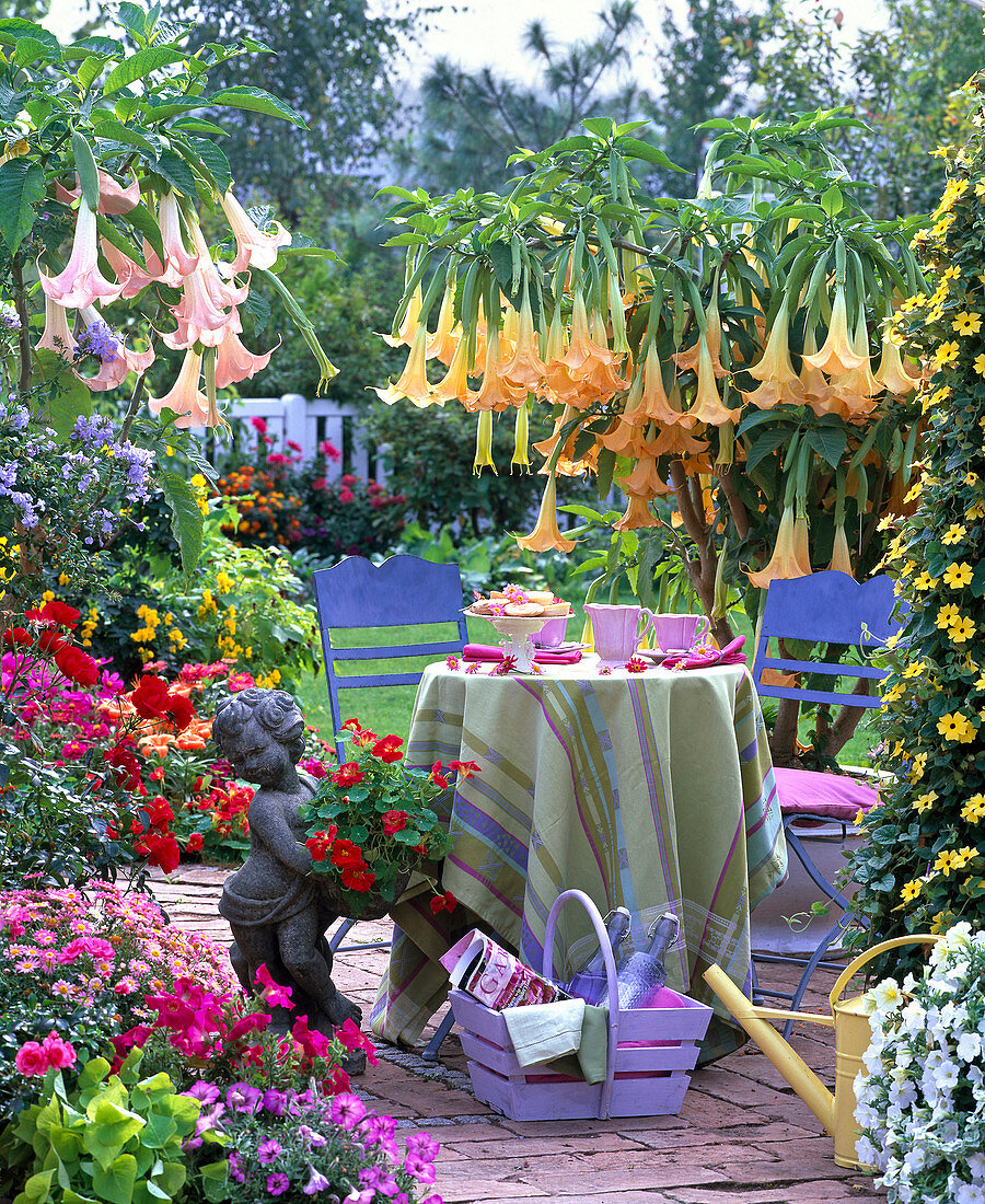 Terrace with Datura in yellow and pink