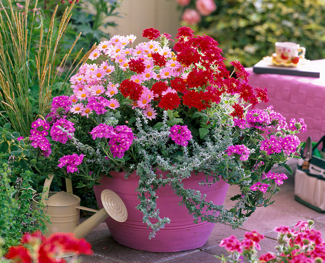 Verbena (Eisenkraut) pink und dunkelrot, Argyranthemum (Margerite)