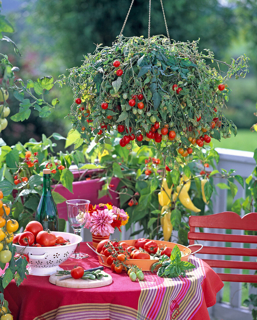 Lycopersicon 'Tumbler' (traffic light tomato) on vegetable balcony
