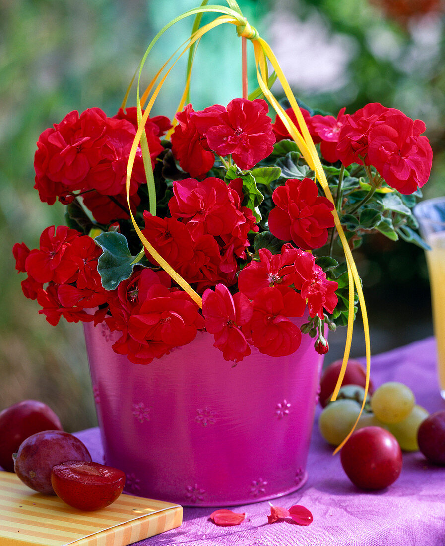 Pelargonium Little Lady 'Cherry' (Mini Geranium)