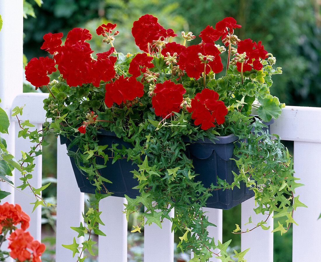 Pelargonium Little Lady 'Cherry' (Mini Geranium)