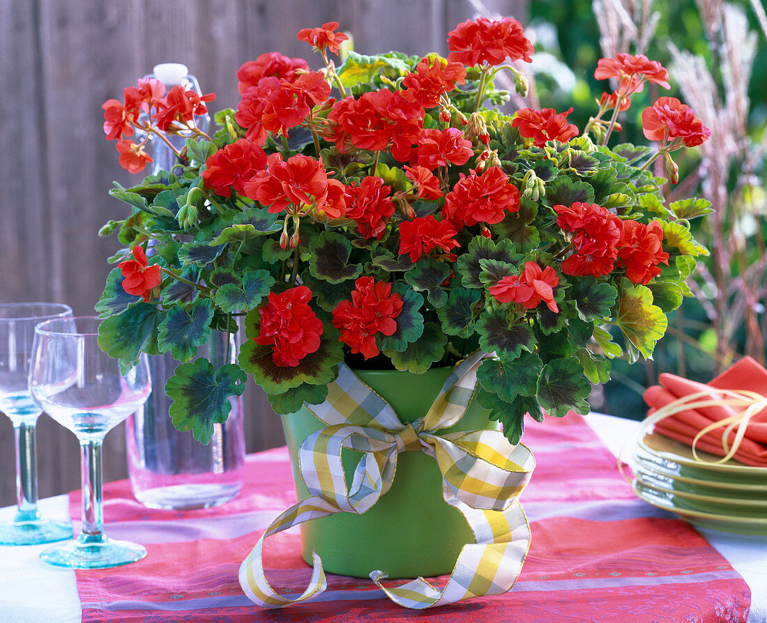 Pelargonium Pelgardini 'Occold Shield'