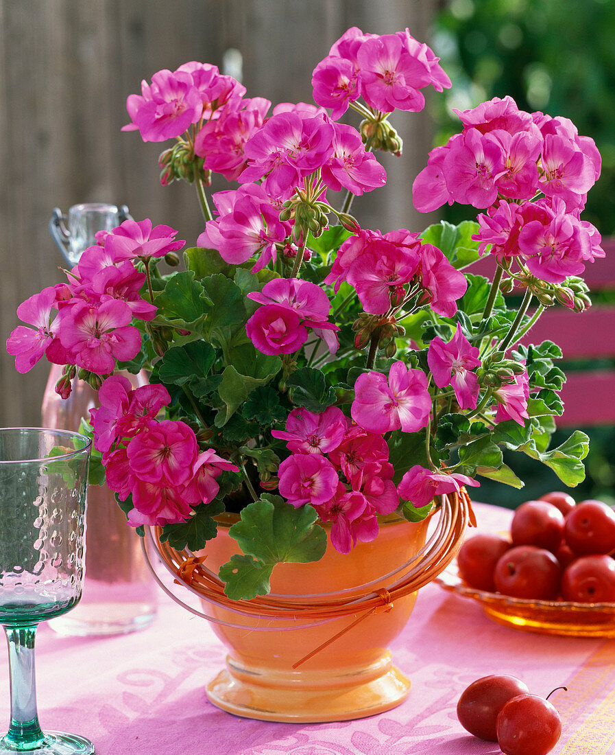 Pelargonium Trend 'Lavender' (Standing Geranium)