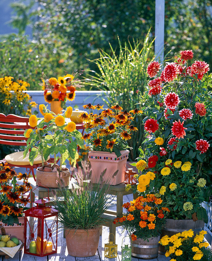 Late summer balcony with yellow, orange and red flowers