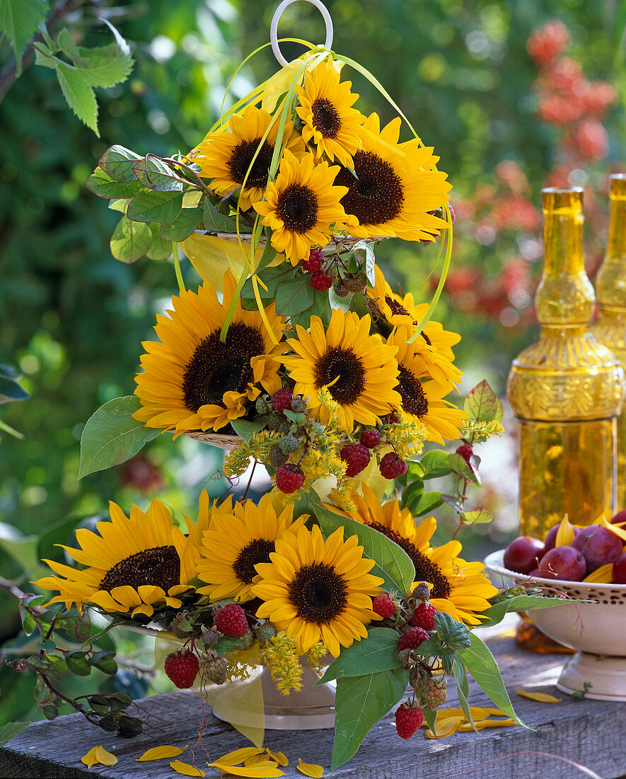 Shelves filled with Helianthus (sunflower)