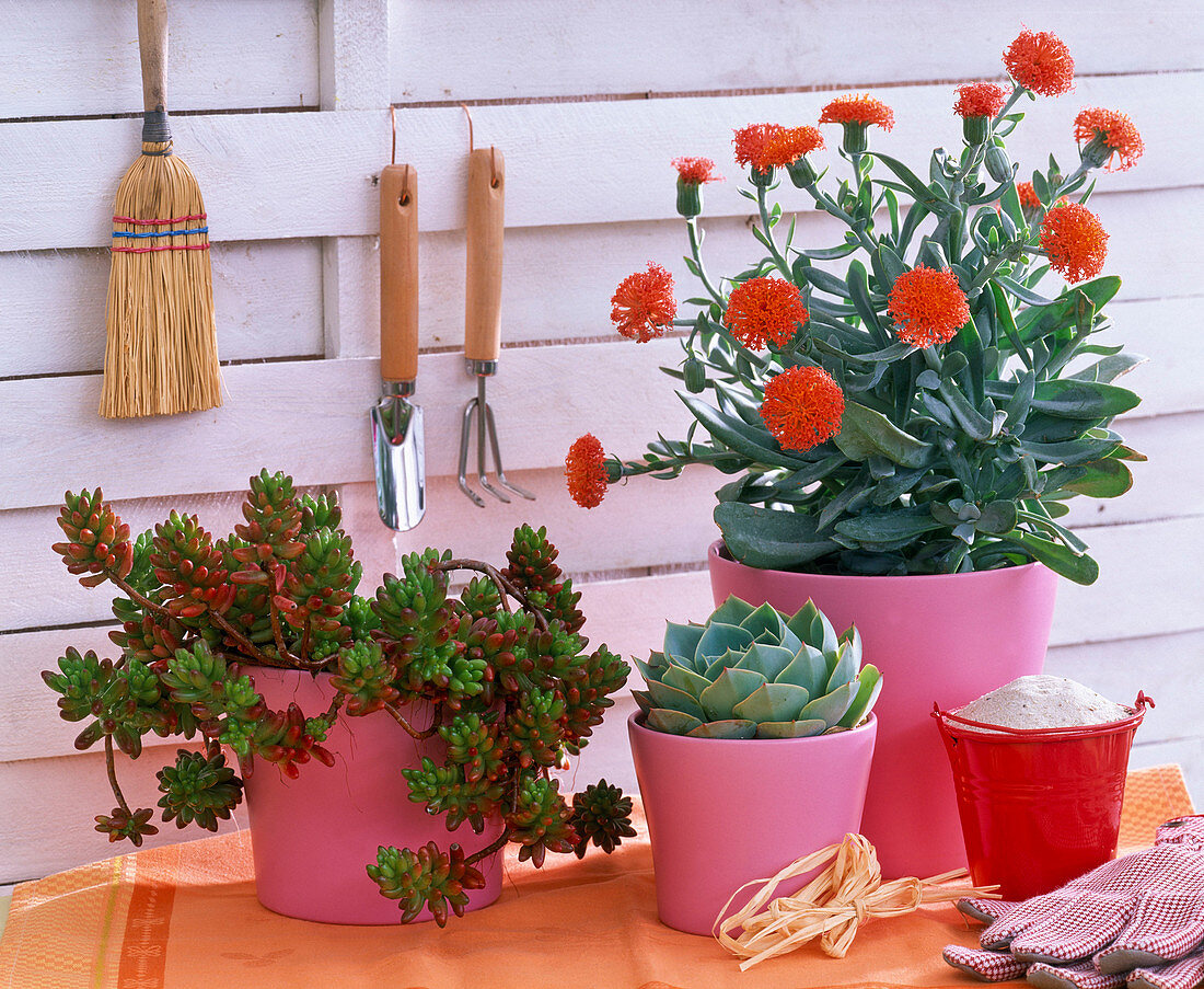 Succulents in pink cachepots