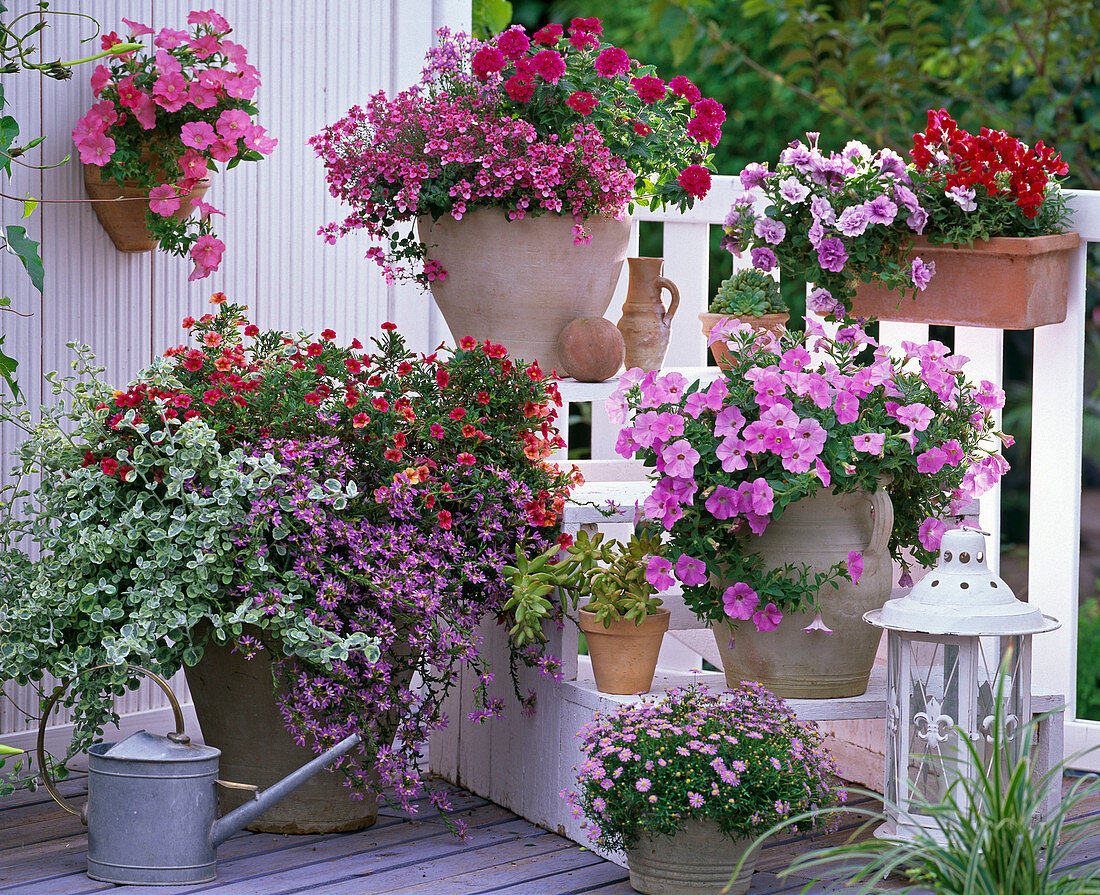 Calibrachoa Celebration 'Fire' (Zauberglöckchen), Scaevola