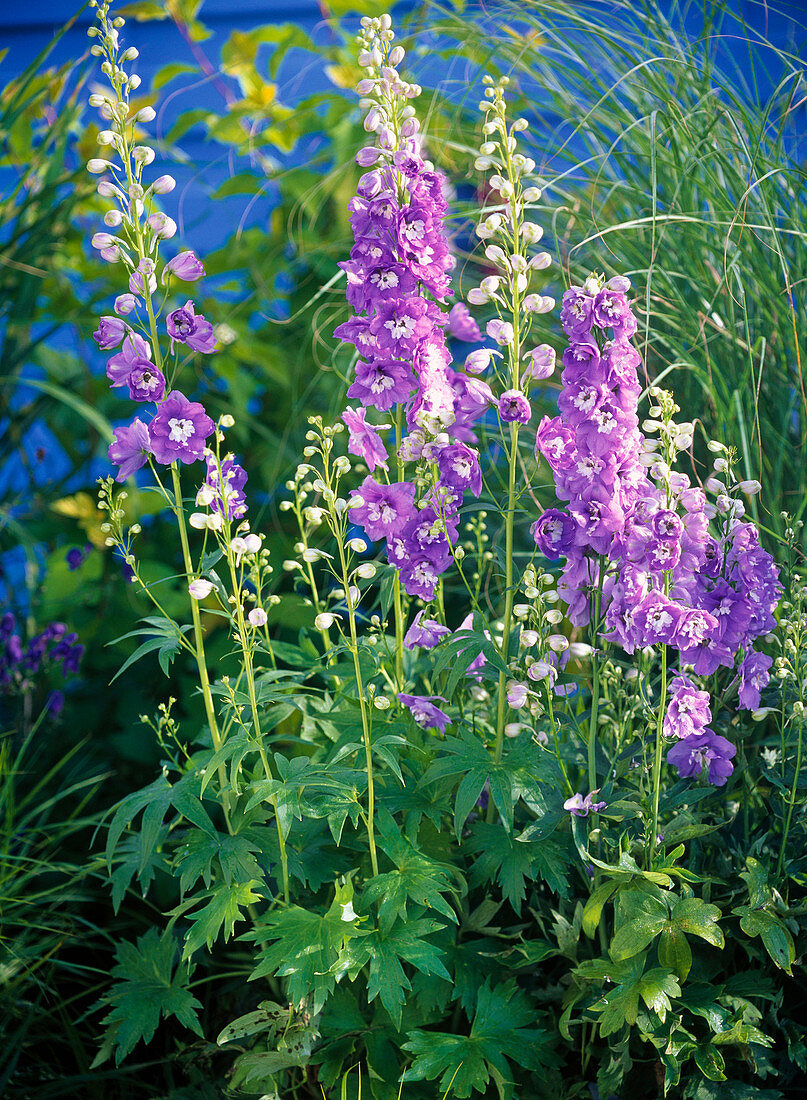 Delphinium Magic Fountain 'Lavender' (Delphinium)