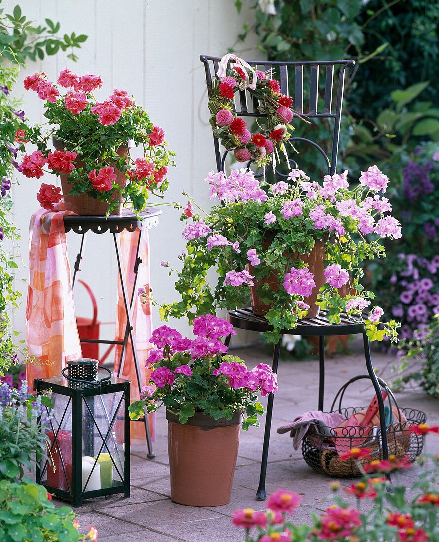 Pelargonium peltatum and zonale (geraniums)