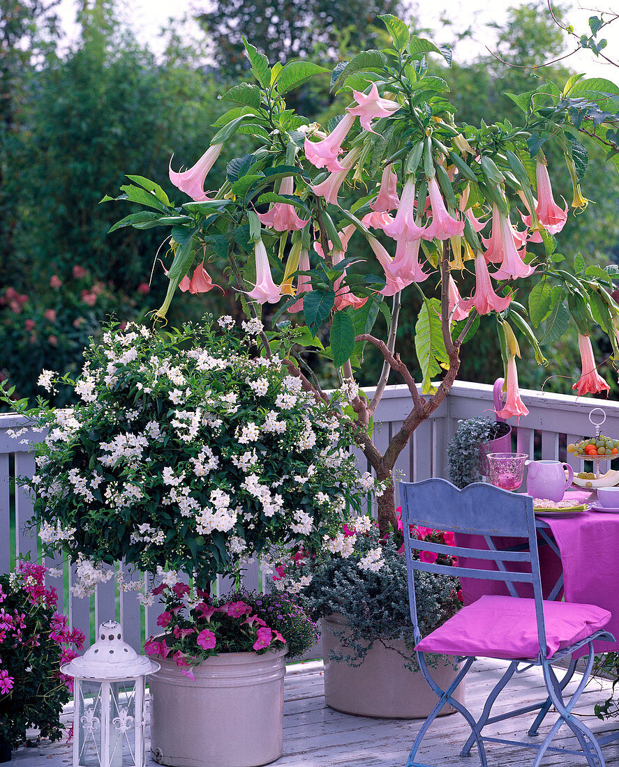 Datura 'Pink Favorit' syn. Brugmansia (Engelstrompete)