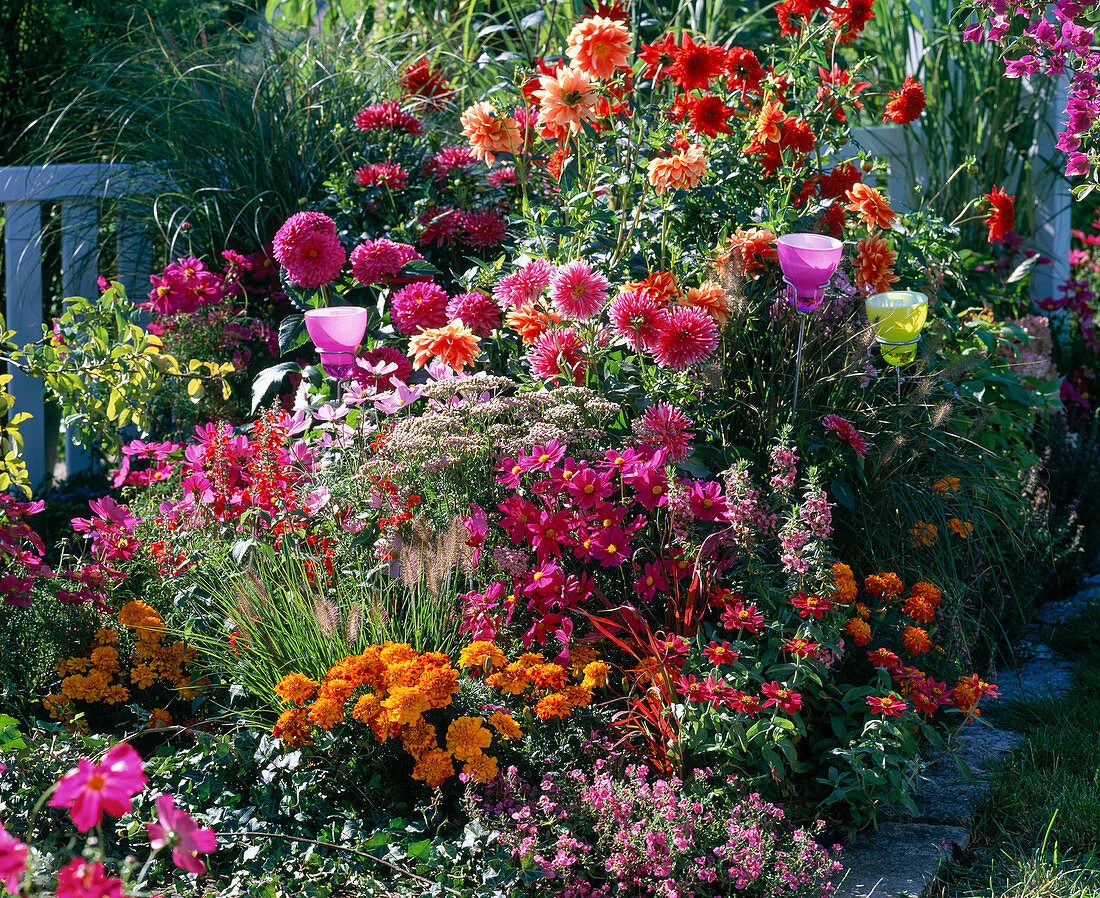 Colourful summer flower bed with Dahlia (Dahlias), Cosmos (Jewel Basket)