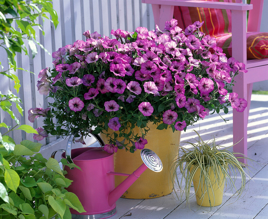 Petunia 'Magic Pink' (Petunie)