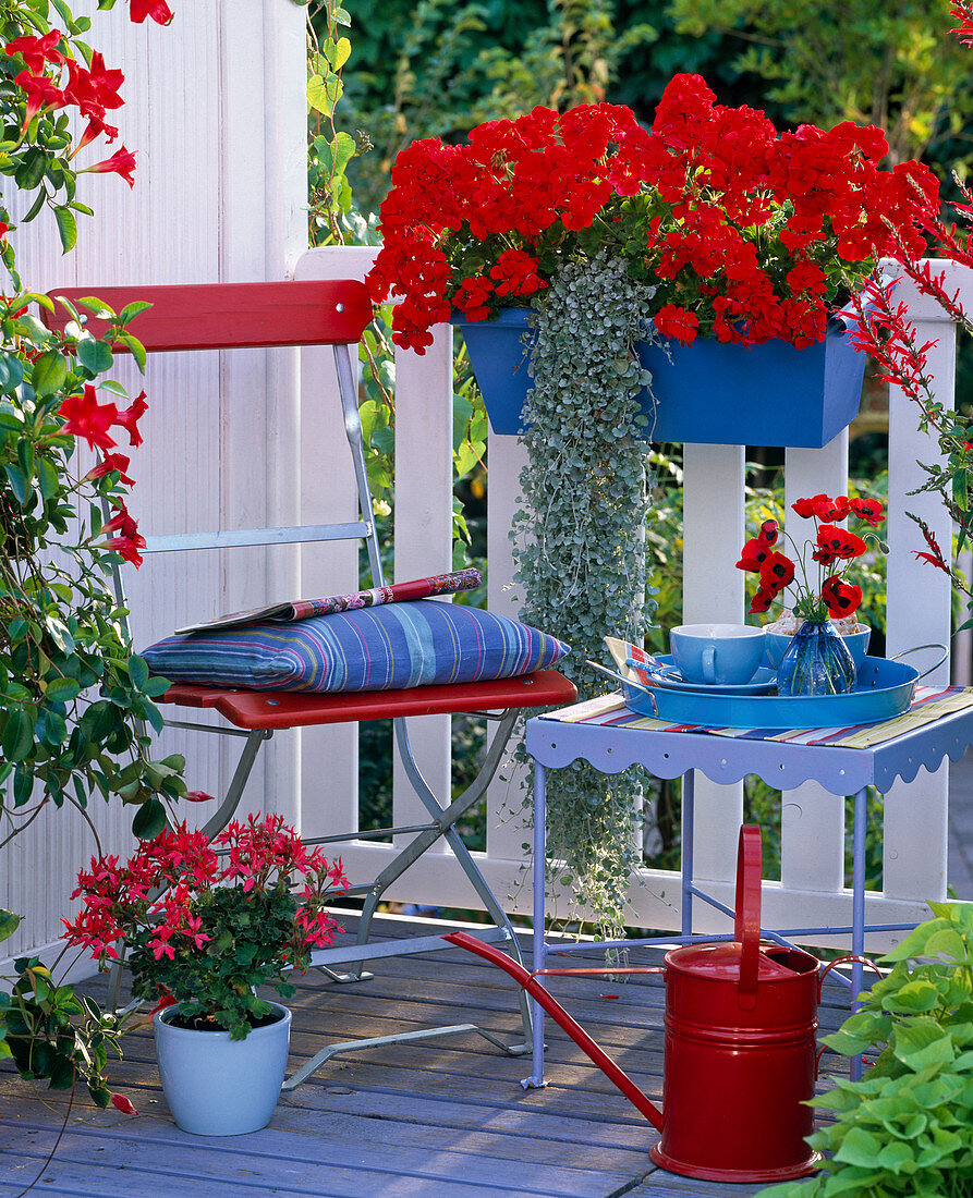 Blue-red balcony with geraniums