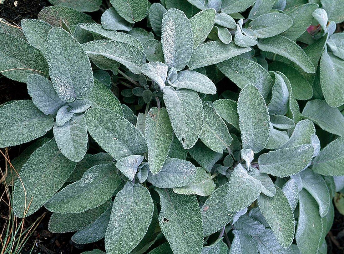 Salvia officinalis 'Berggarten' (Kitchen Sage)