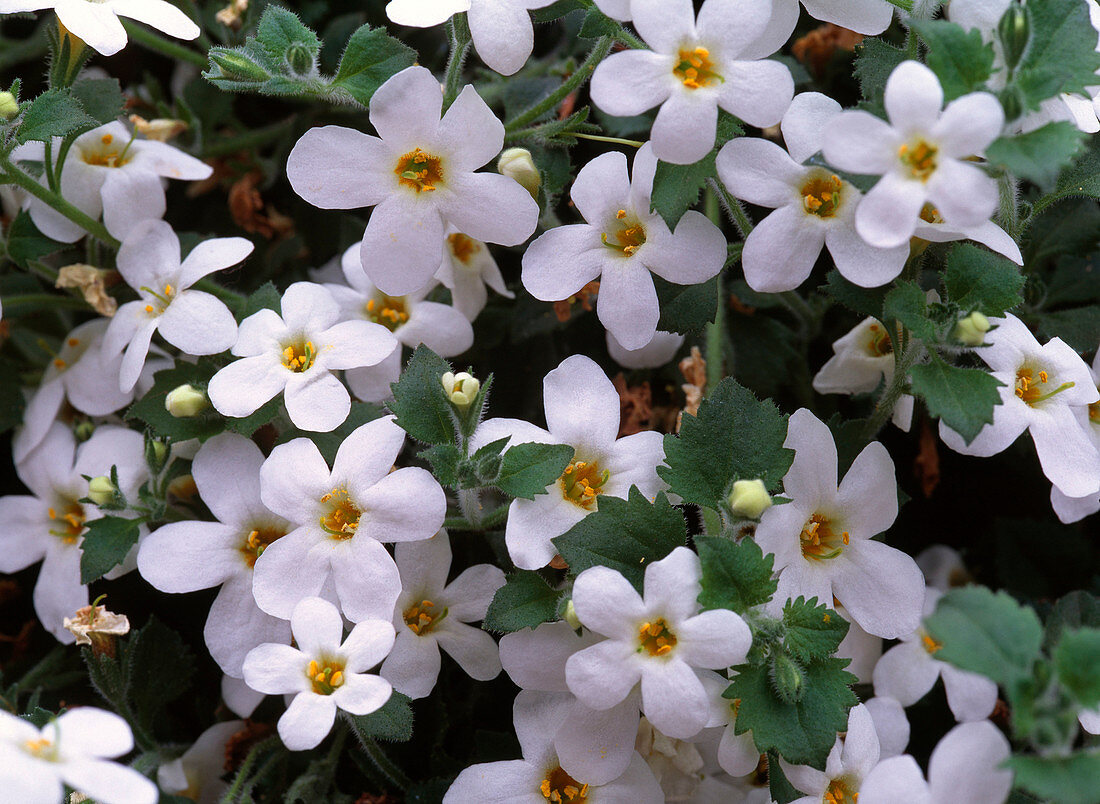 Bacopa Taifun 'White' (Snowflake)