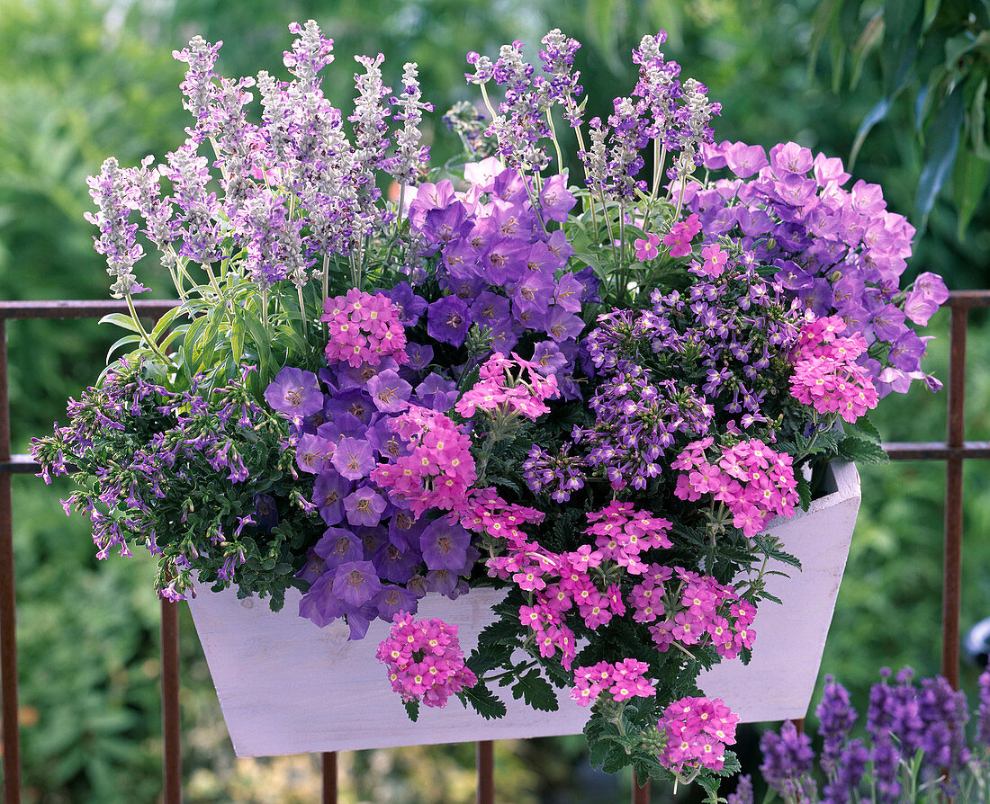 White wooden flower box with campanula carpatica