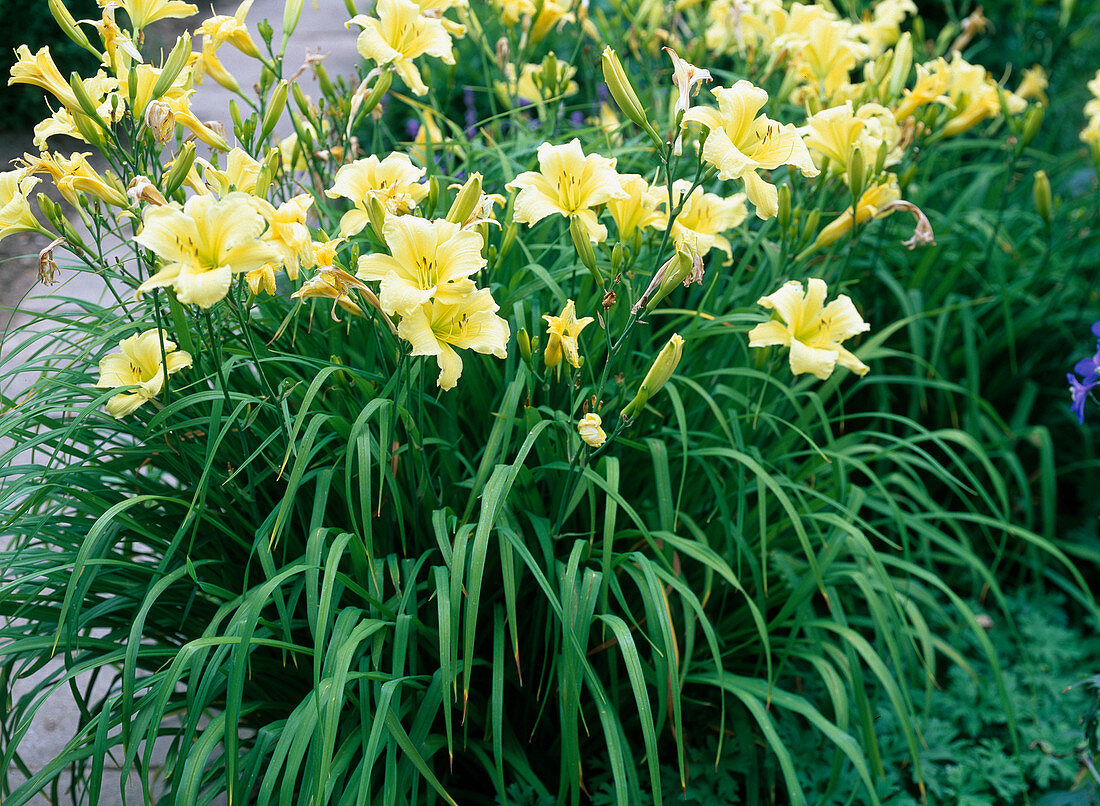 Hemerocallis 'Moonlight Ruffle' (Daylily)