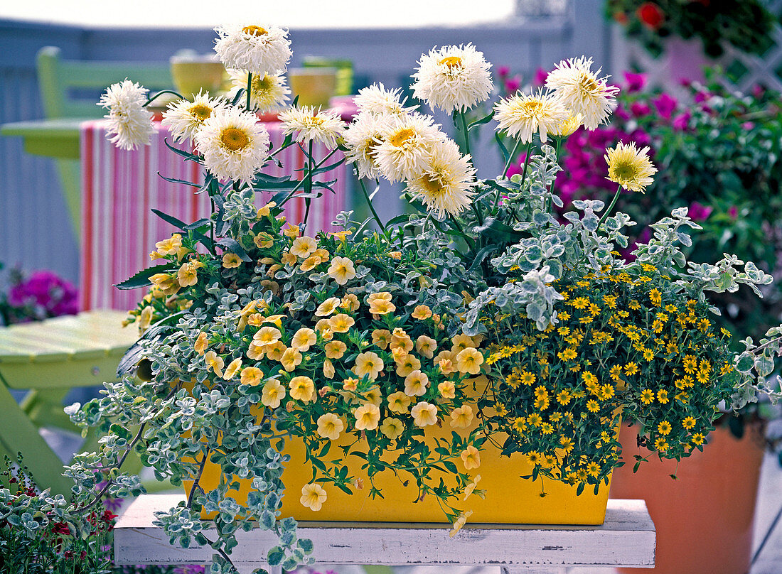 Yellow wooden flower box planted white-yellow