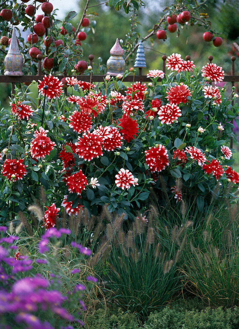Dahlia 'Duett' (Red and White Dahlia), Pennisetum (Feather Bristle Grass)