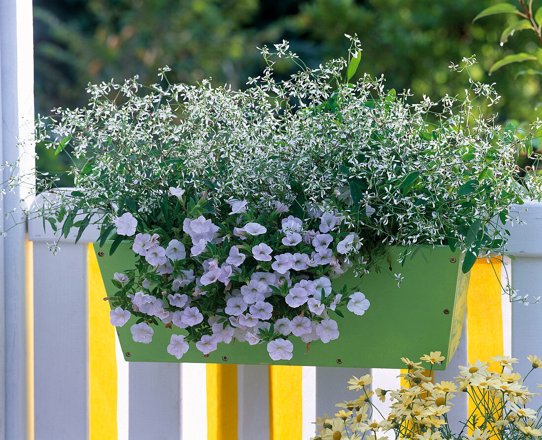 Green wooden flower box with Euphorbia 'Diamond Frost' (Spurge)