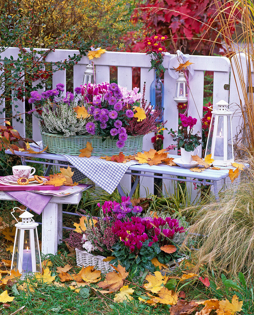 Wicker trays with cyclamen, asters and summer heather