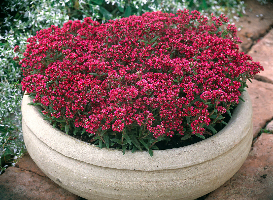 Sedum 'Ruby Glow' (Low stonecrop)