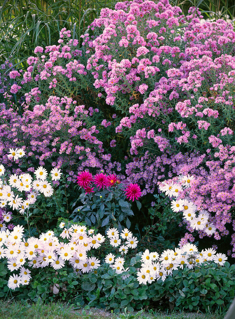 Aster novae-angliae 'Harrington Pink', novi-belgii 'Blütenmeer' (Herbstastern)