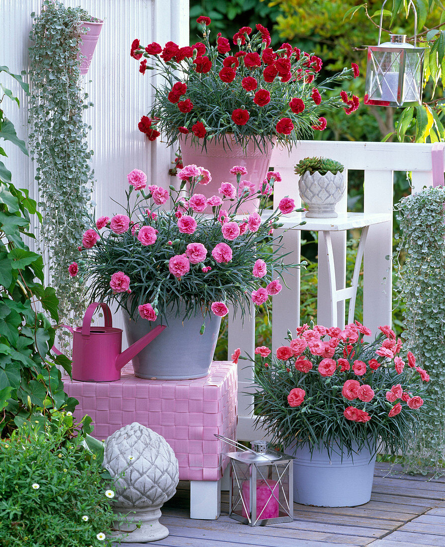 Balcony corner with solitary carnations