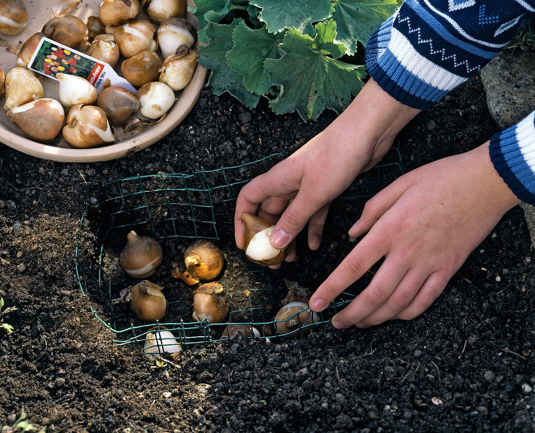 Plant tulip bulbs in a homemade wire basket