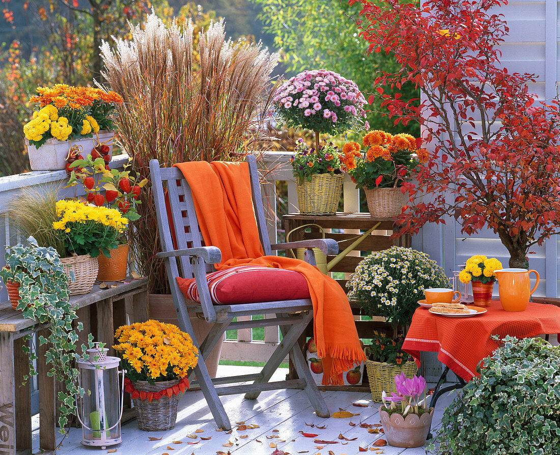 Autumn balcony with chrysanthemums, miscanthus and cherry