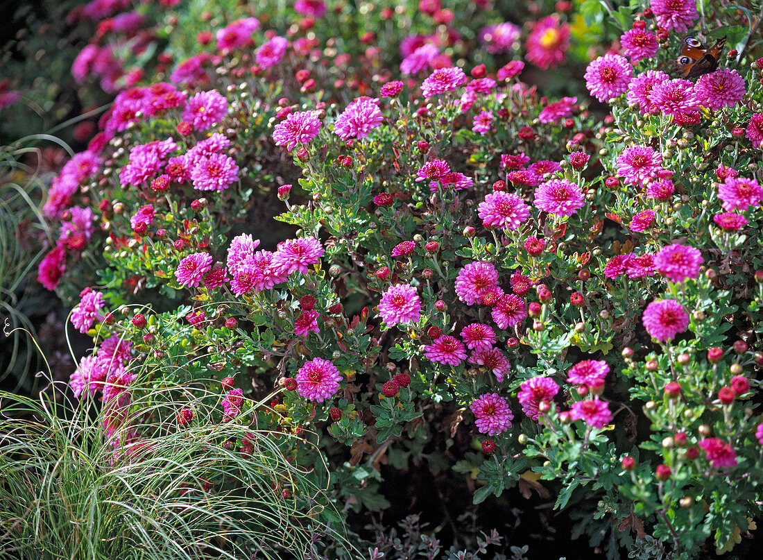 Chrysanthemum indicum 'Schweizerland' (Chrysantheme)