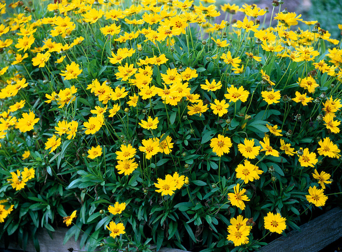 Coreopsis lanceolata 'Sterntaler' (Mädchenauge)