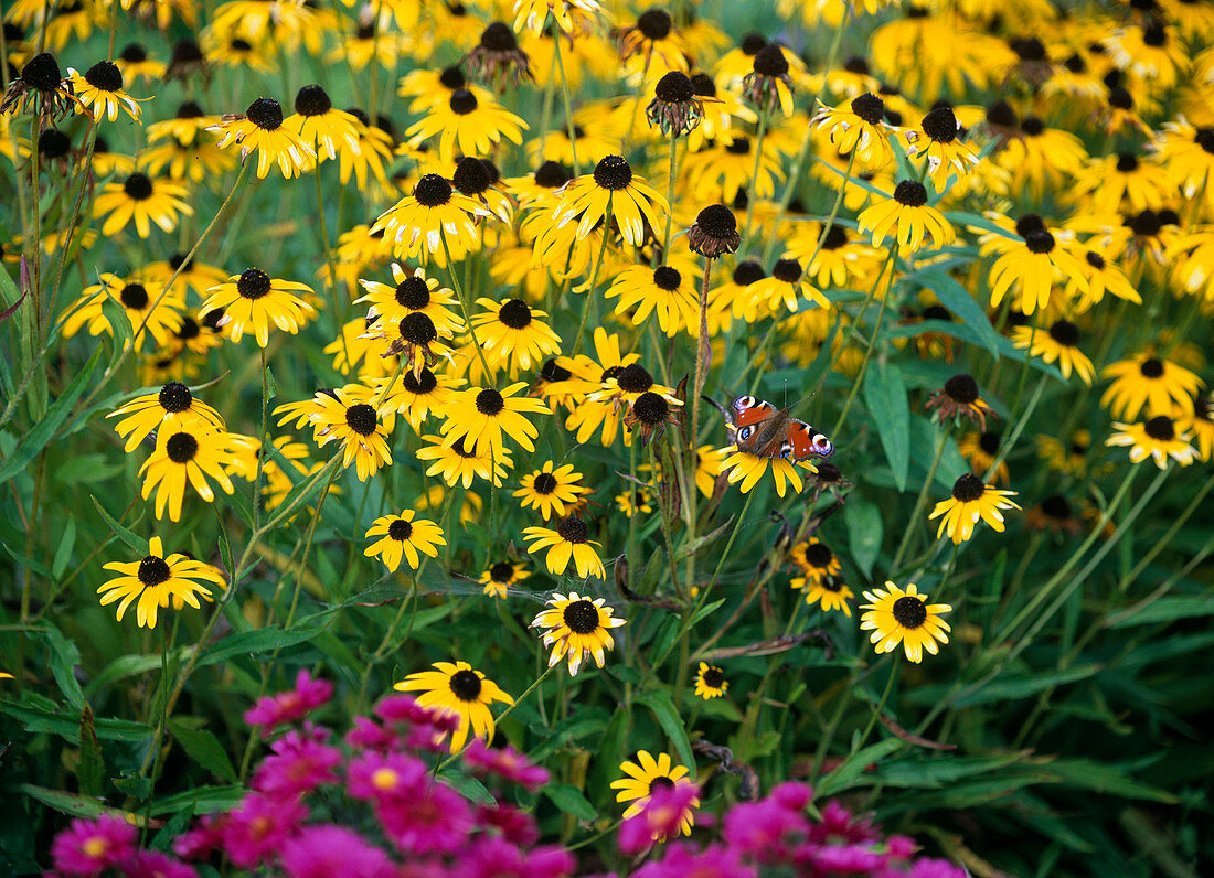 Rudbeckia fulgida 'Goldsturm' (Sonnenhut)