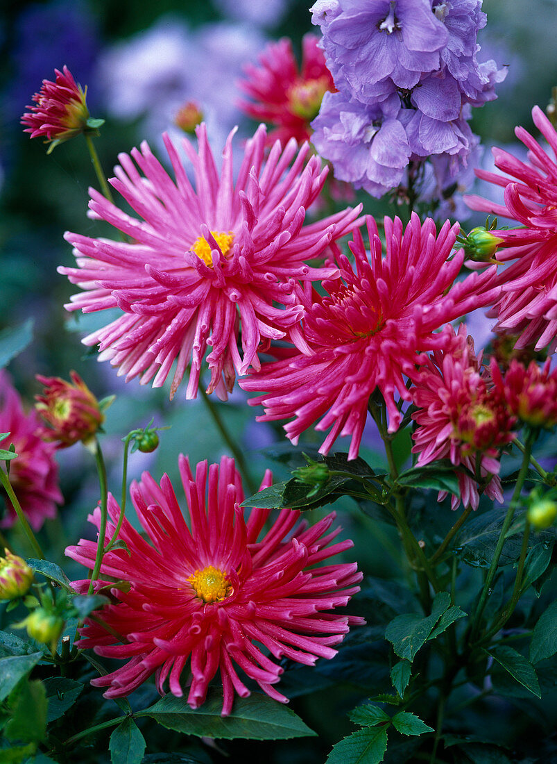 Blossoms of Dahlia (pink cactus dahlia)