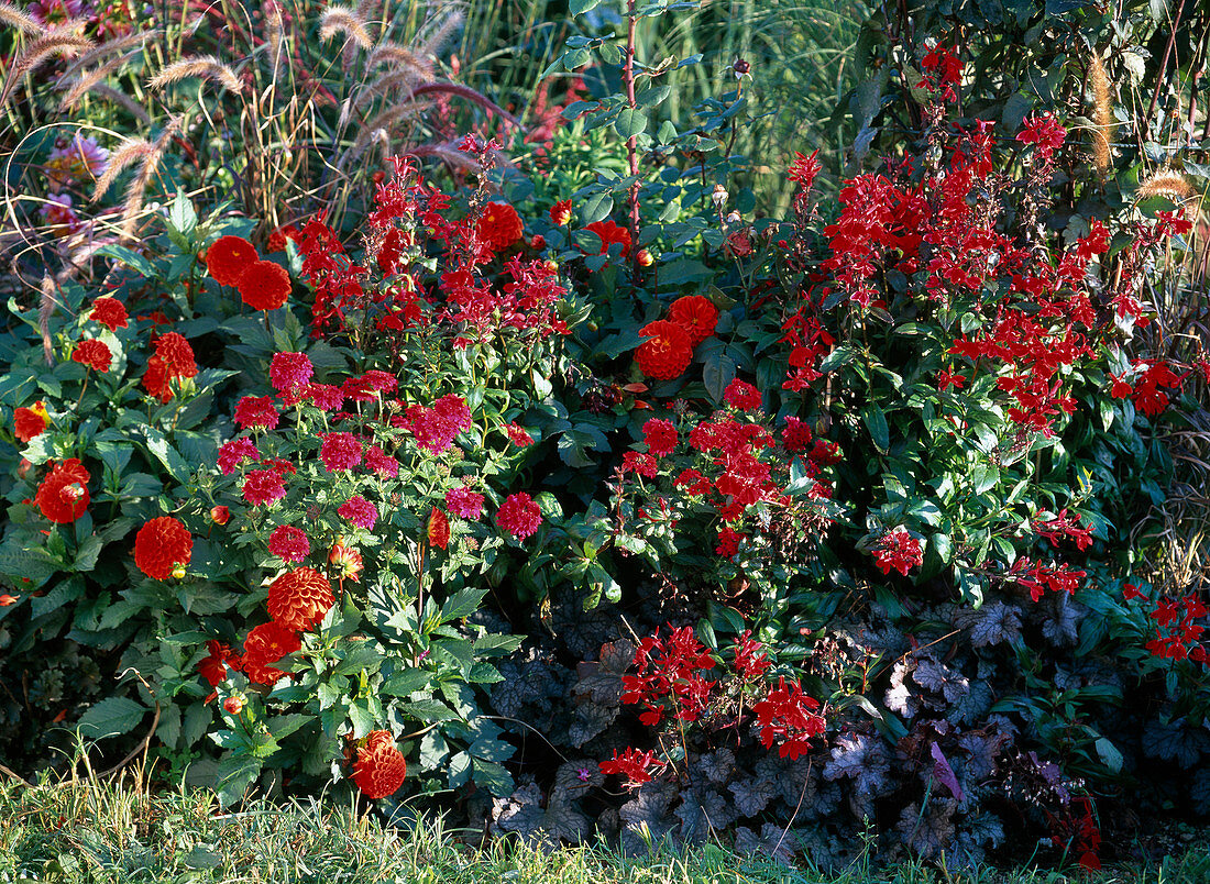 Red bed with summer flowers and perennials