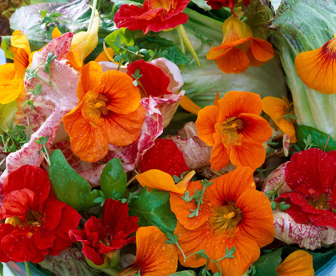 Lettuce with edible flowers