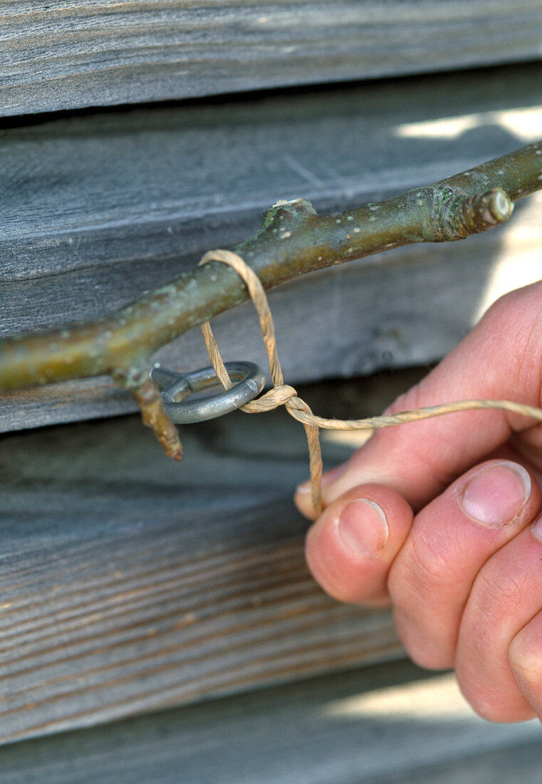 Plant pear trellis