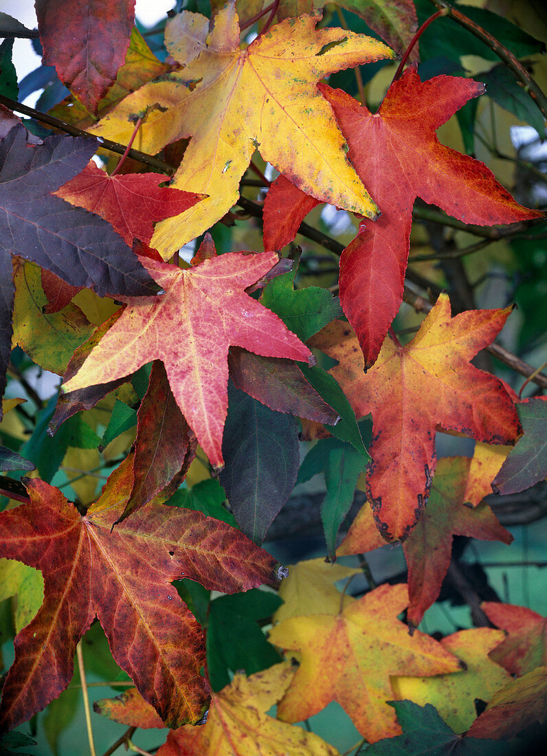 Leaves of Liquidambar (amber tree) in autumn colours