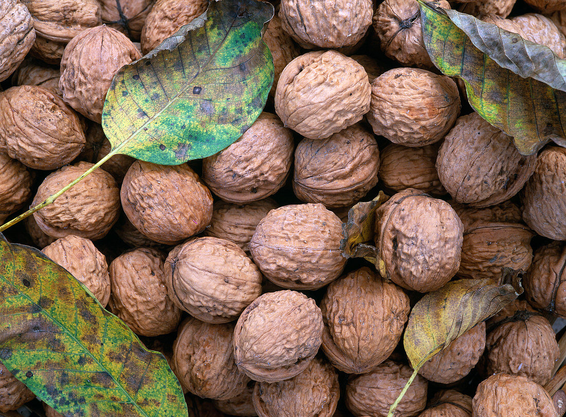 Juglans regia (Walnüsse, Blätter)