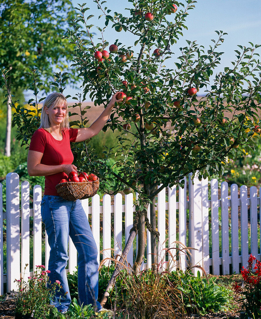 Woman picking apples