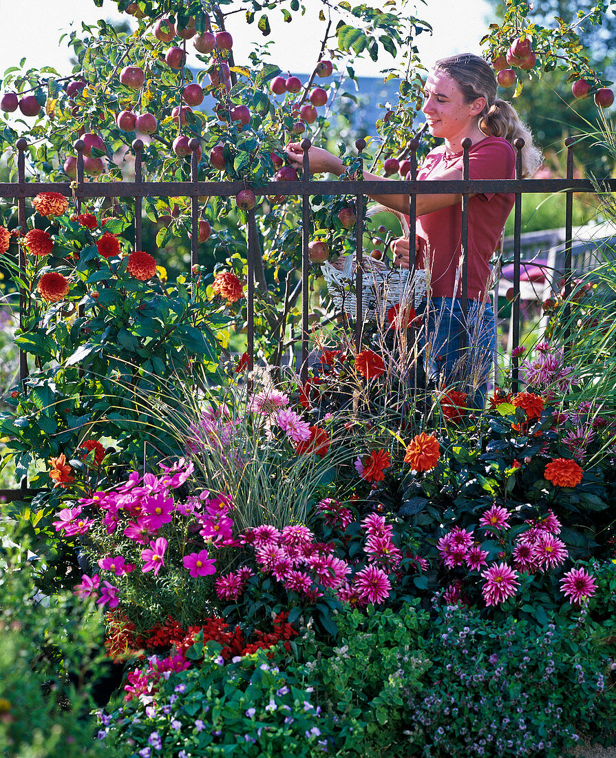 Spätsommerbeet mit Dahlien und Apfelbaum