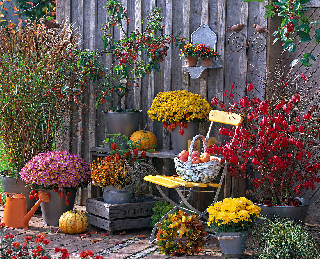 Chrysanthemum 'Bellania Benetti' Bengo, Yahou 'Golden'