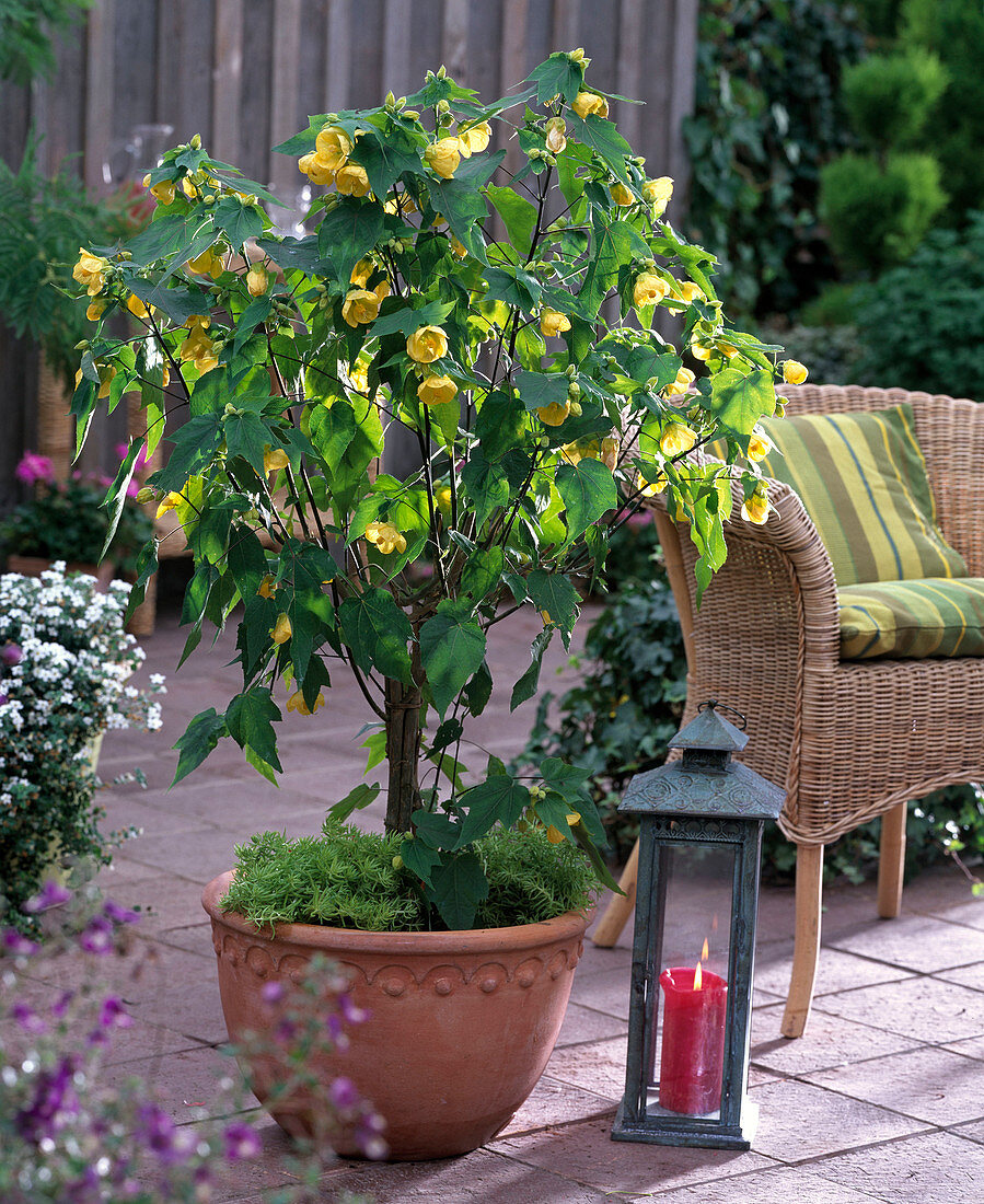 Abutilon (Schönmalve) mit großen gelben Blüten