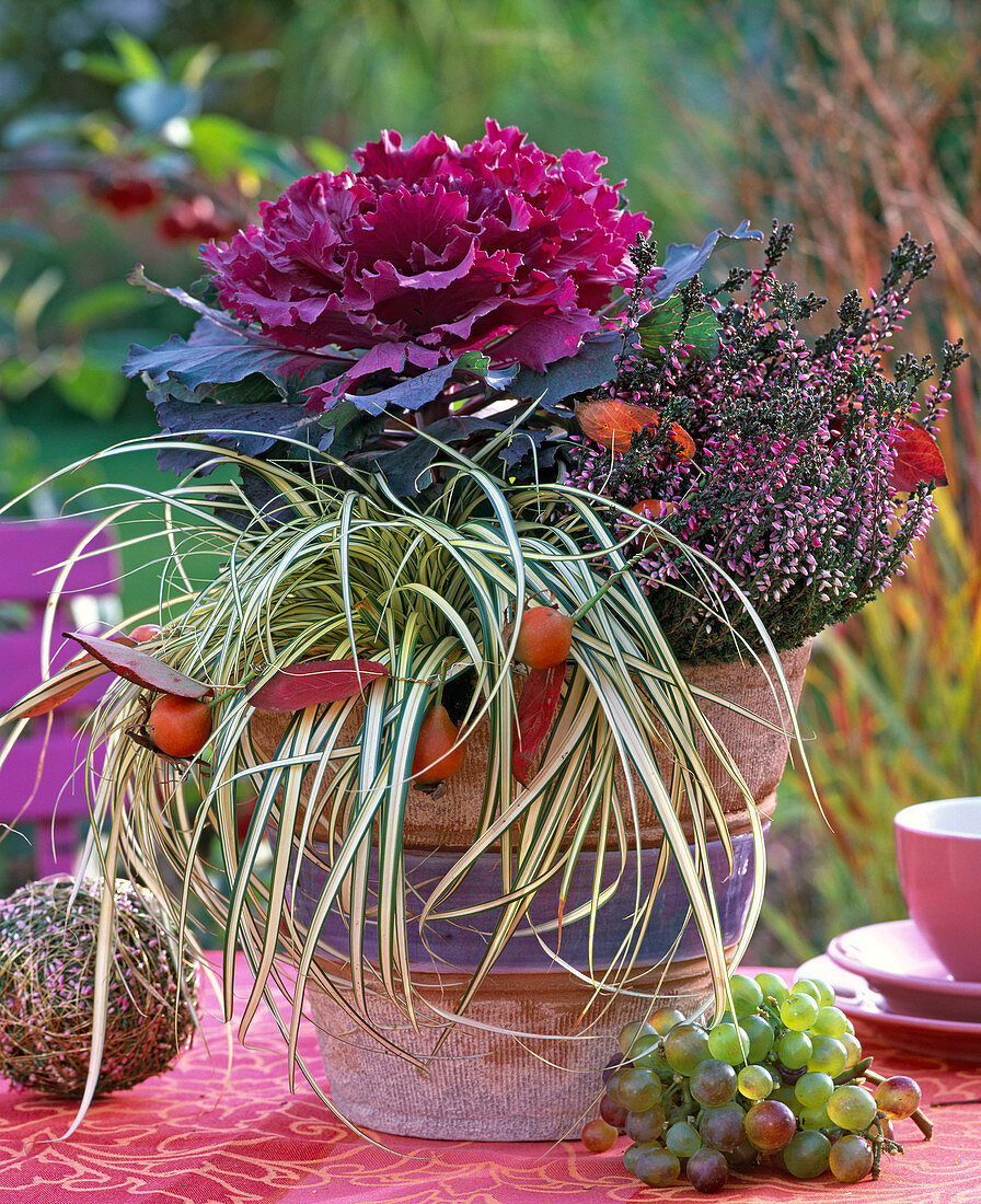 Brassica, Calluna Garden Girls