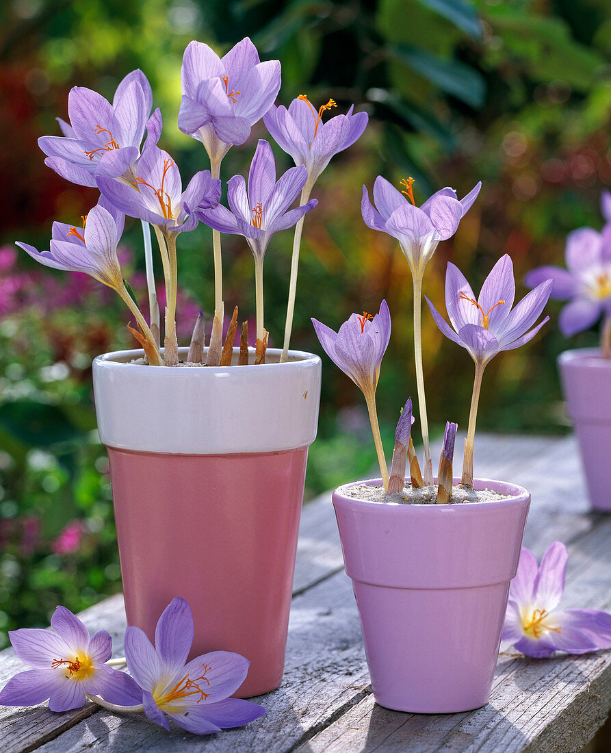 Crocus speciosus (autumn crocuses) in pink and purple pots, flowers