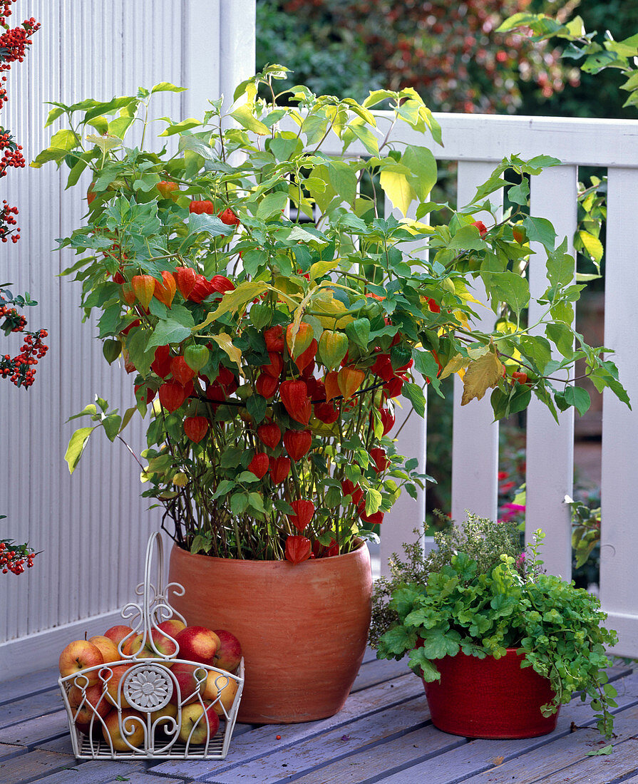 Physalis franchetii (Lampion flower) in terracotta pot